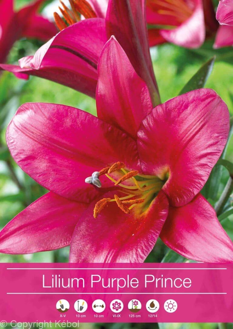 Lilium Purple Prince