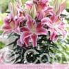 Lilium Rapid Romance