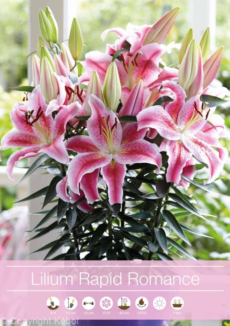 Lilium Rapid Romance