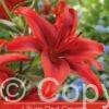Lilium Red County