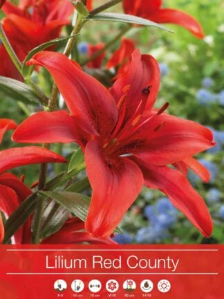 Lilium Red County