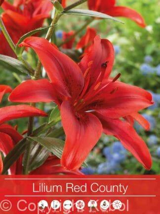 Lilium Red County