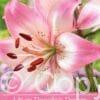 Lilium Rosella's Dream