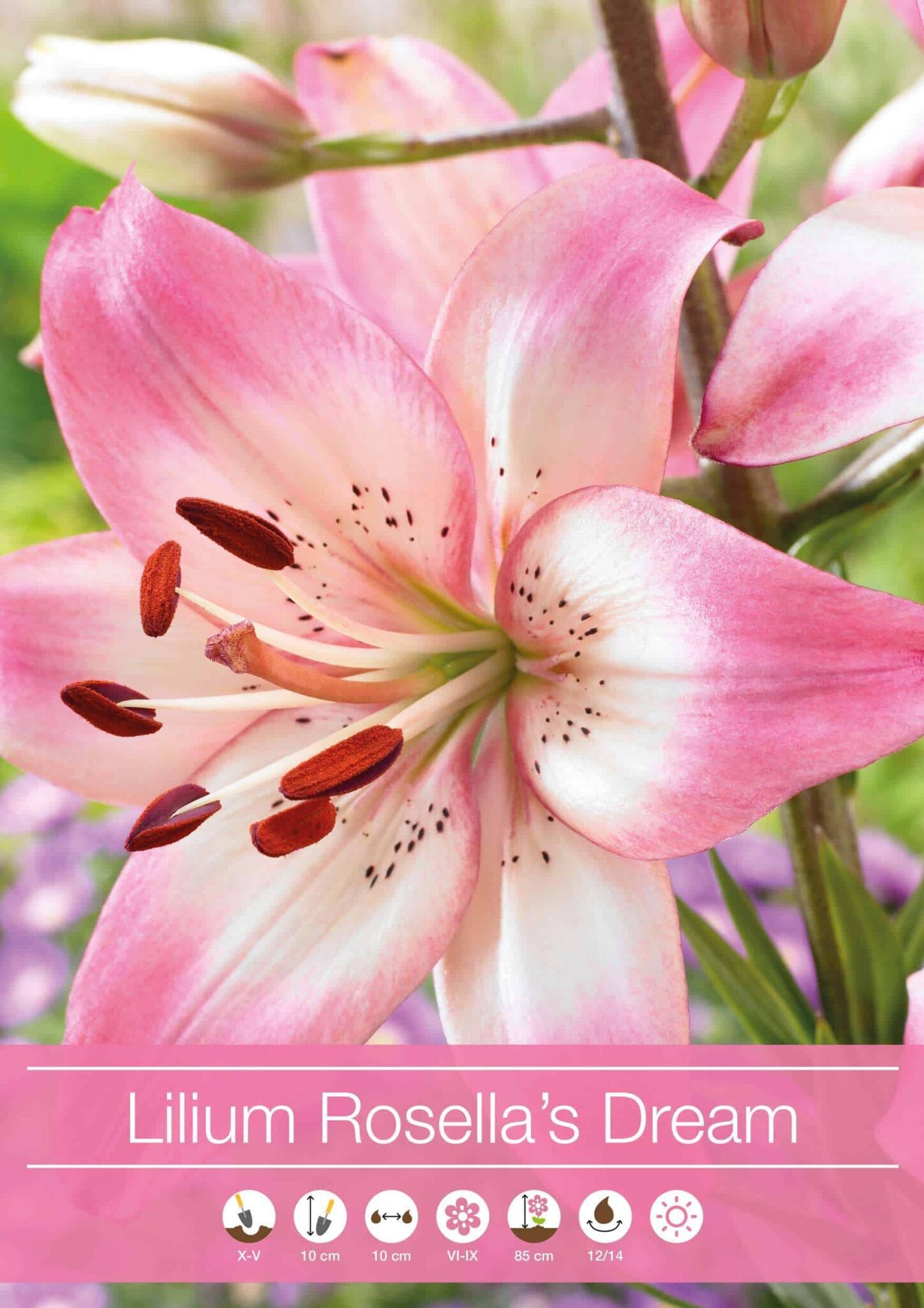 Lilium Rosella's Dream