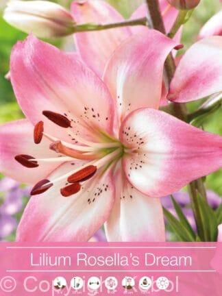 Lilium Rosella's Dream