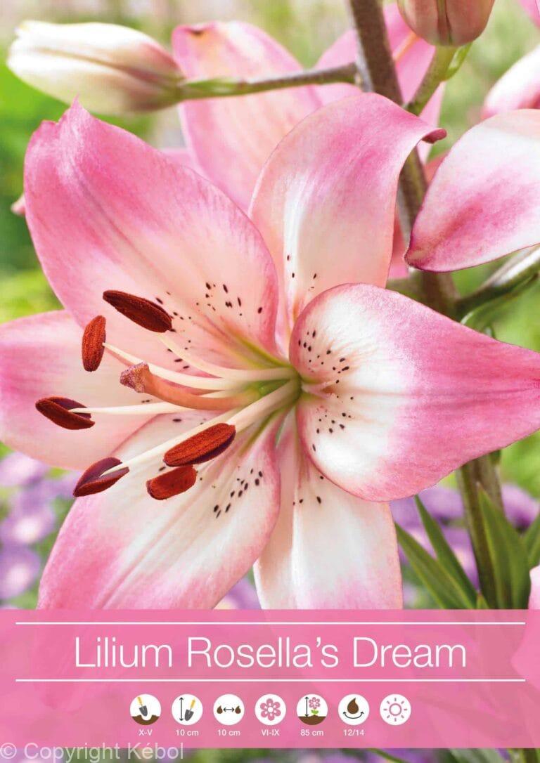Lilium Rosella's Dream