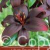 Lilium Royal Kiss