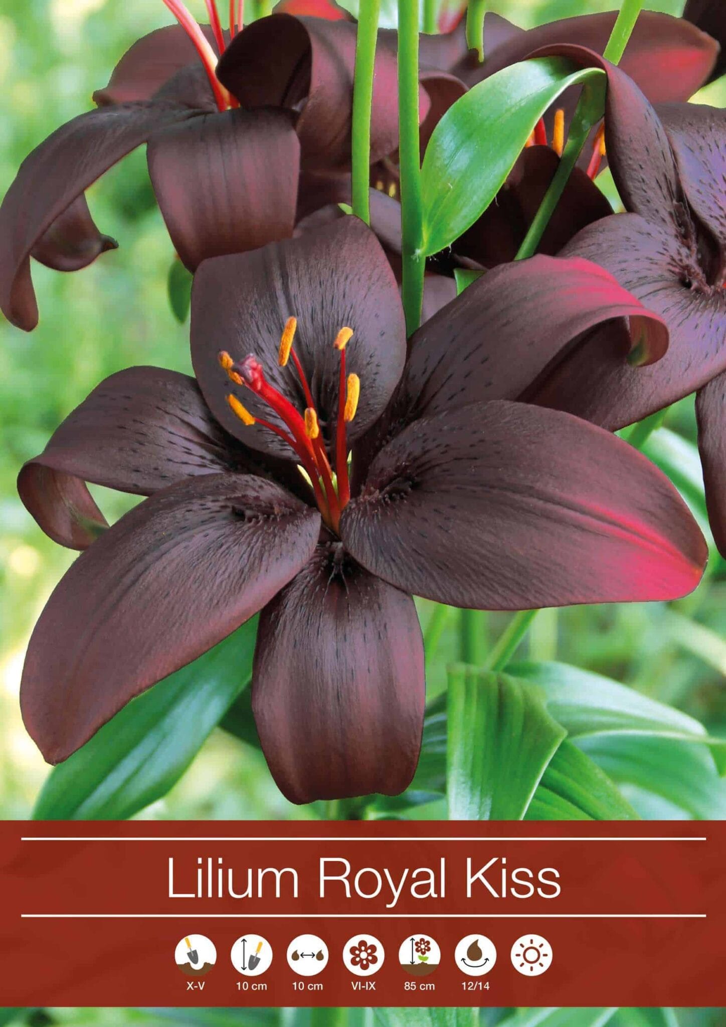 Lilium Royal Kiss