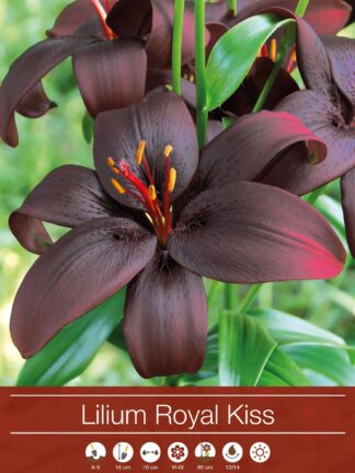 Lilium Royal Kiss