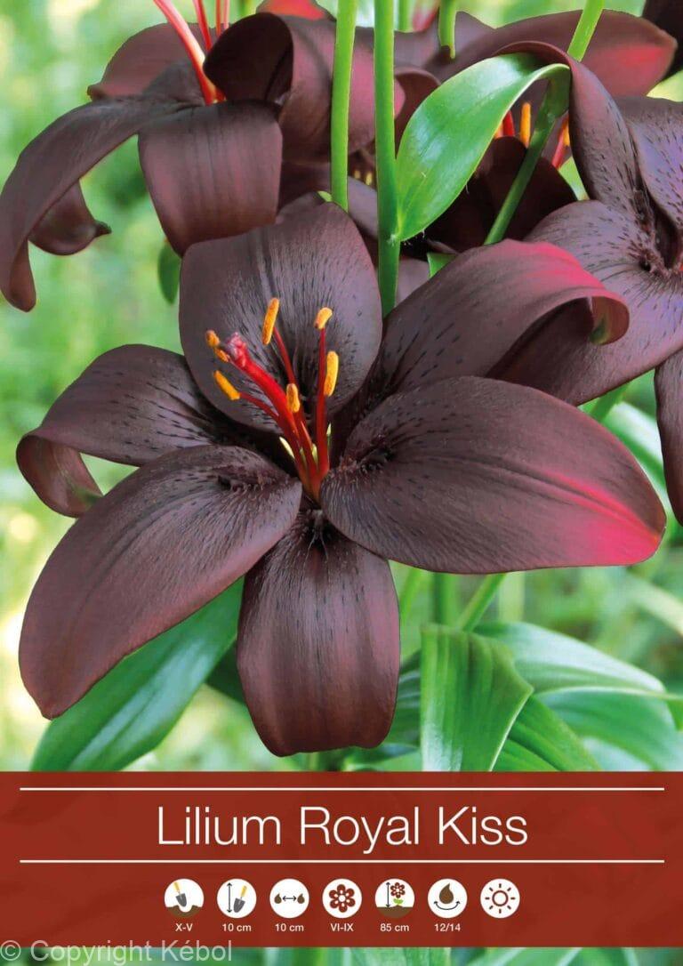 Lilium Royal Kiss