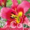 Lilium Satisfaction