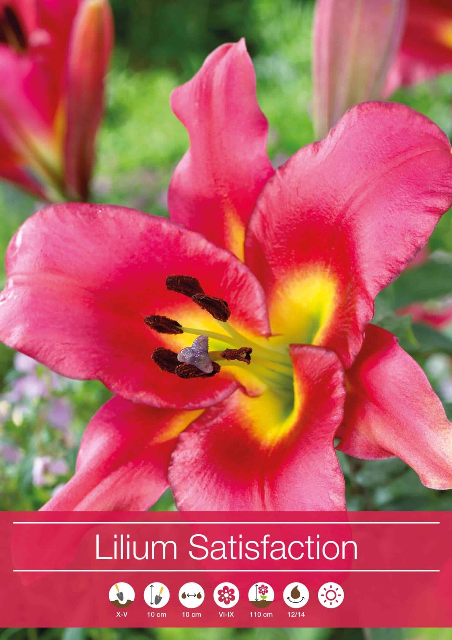 Lilium Satisfaction