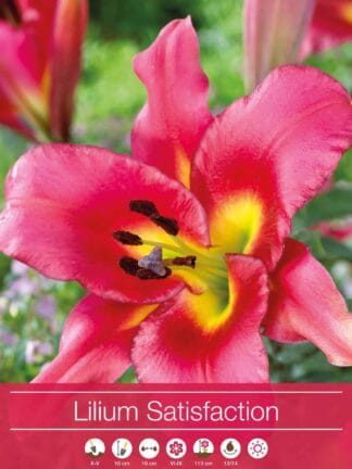 Lilium Satisfaction