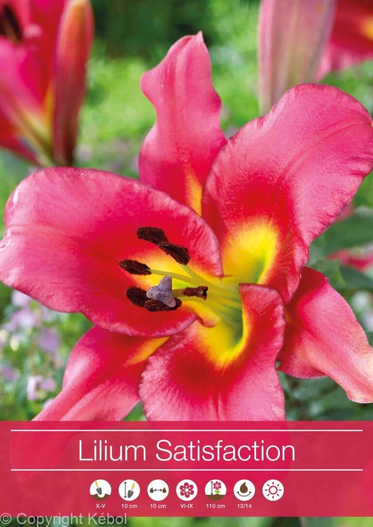 Lilium Satisfaction