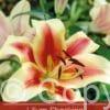 Lilium Shocking