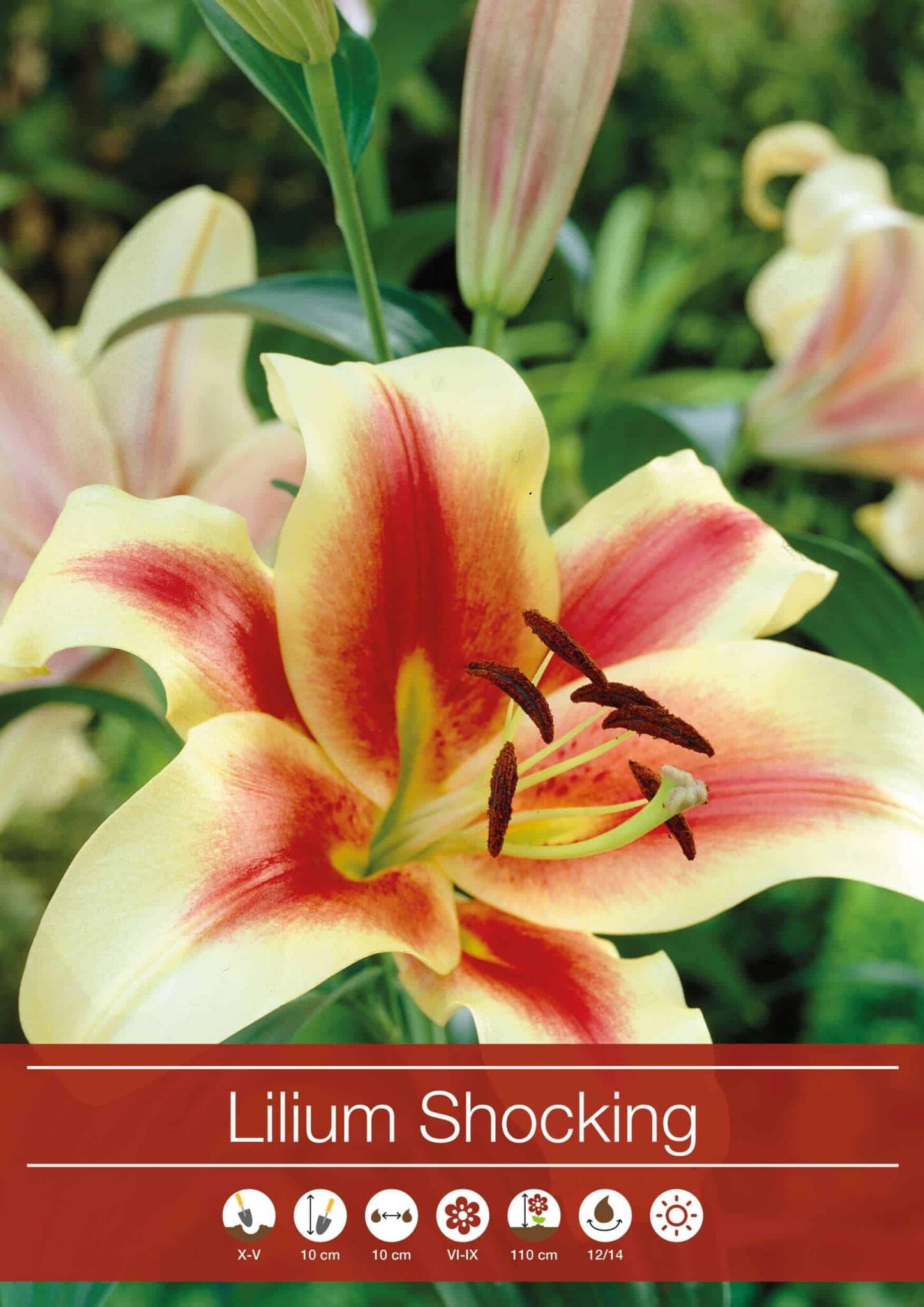 Lilium Shocking