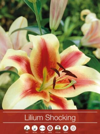 Lilium Shocking