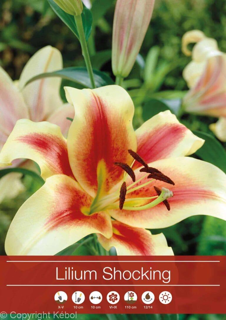 Lilium Shocking
