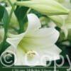 Lilium White Heaven