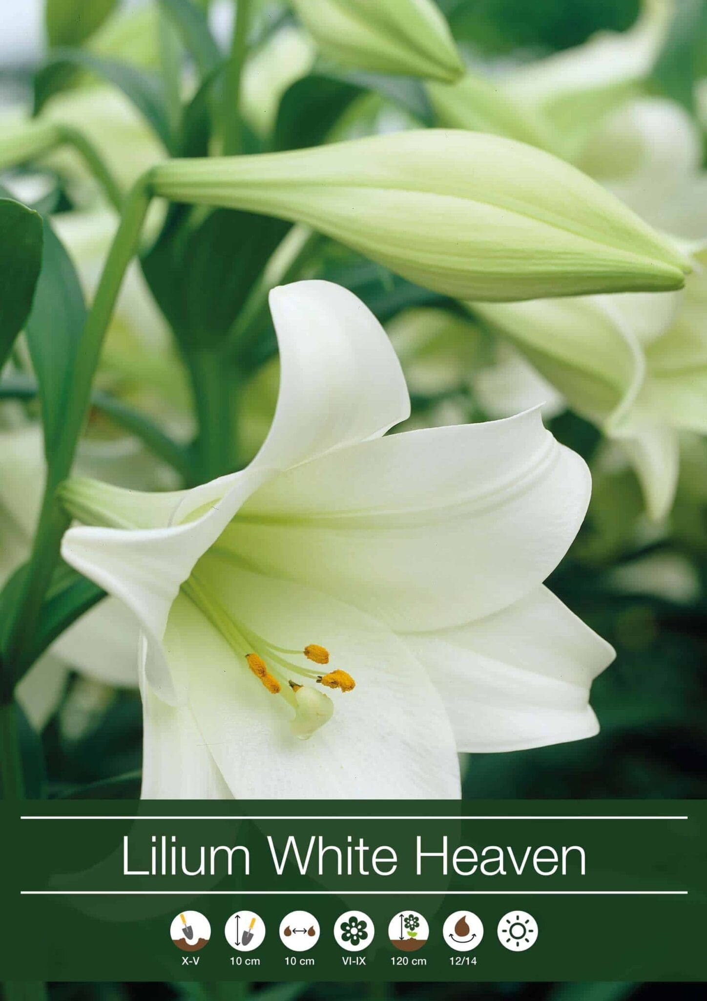 Lilium White Heaven