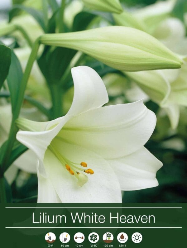Lilium White Heaven