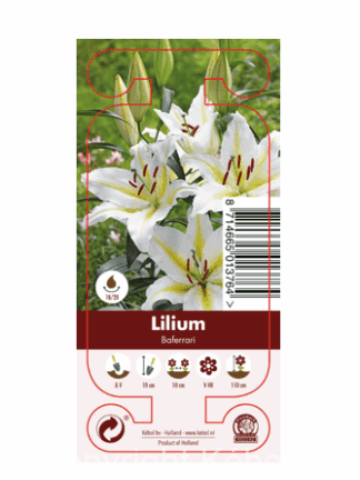 Nature Lilium Baferrari