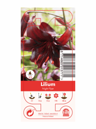 Nature Lilium Night Flyer