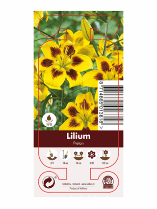 Nature Lilium Pieton