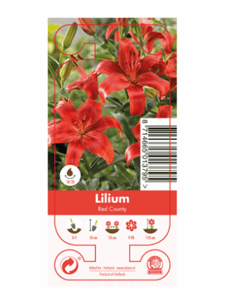 Nature Lilium Red County