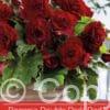 Begonia Double Dark Red
