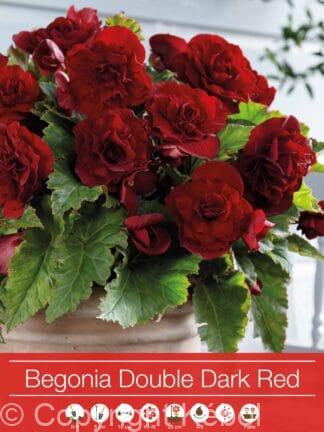 Begonia Double Dark Red