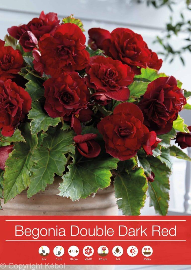 Begonia Double Dark Red