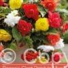 Begonia Giant Pendula Mixed