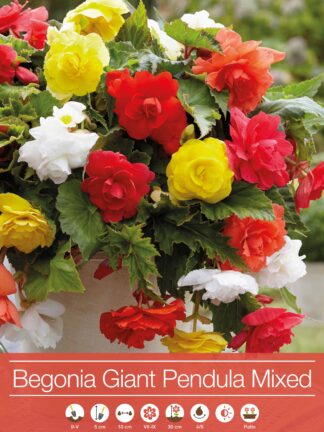 Begonia Giant Pendula Mixed