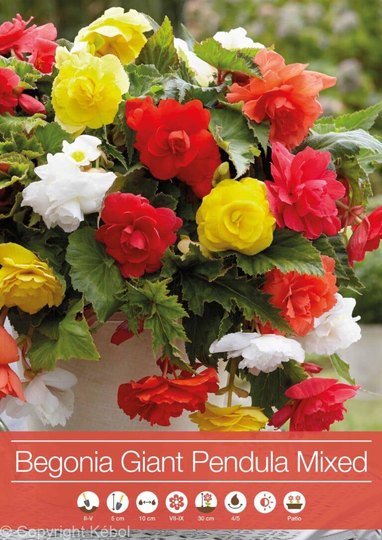 Begonia Giant Pendula Mixed