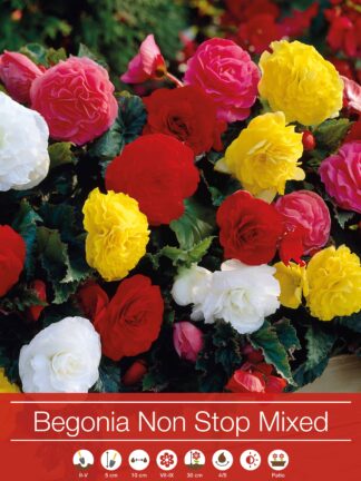 Begonia Non Stop Mixed