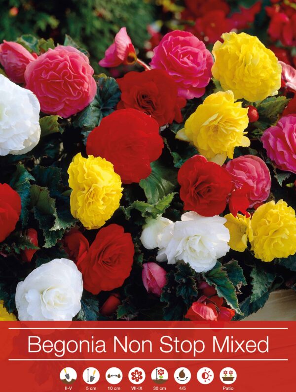 Begonia Non Stop Mixed