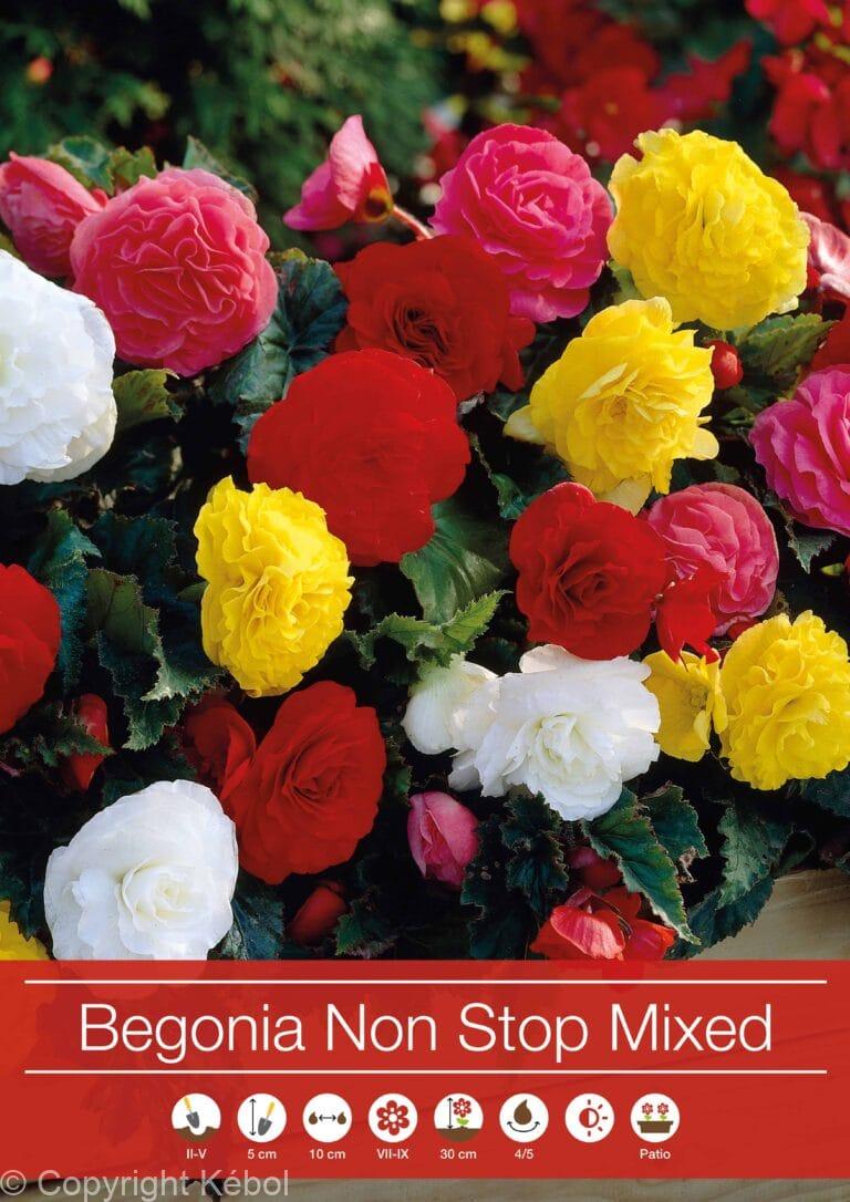 Begonia Non Stop Mixed