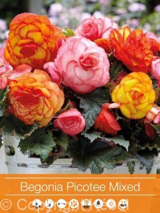 Begonia Picotee Mixed