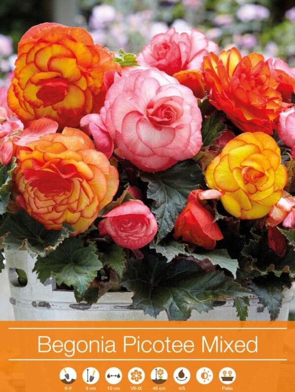 Begonia Picotee Mixed