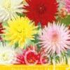 Dahlia Cactus Mixed