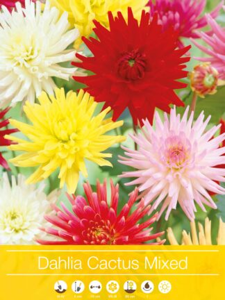Dahlia Cactus Mixed