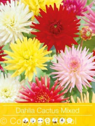 Dahlia Cactus Mixed