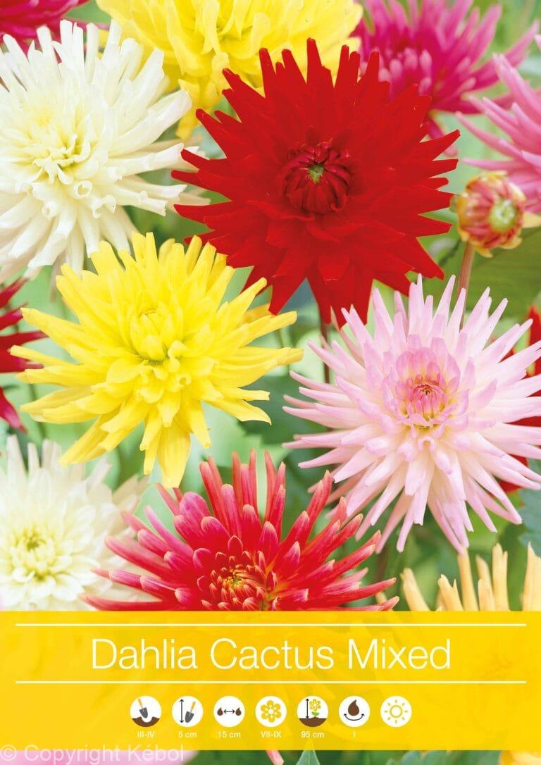 Dahlia Cactus Mixed
