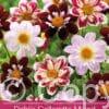 Dahlia Collarette Mixed