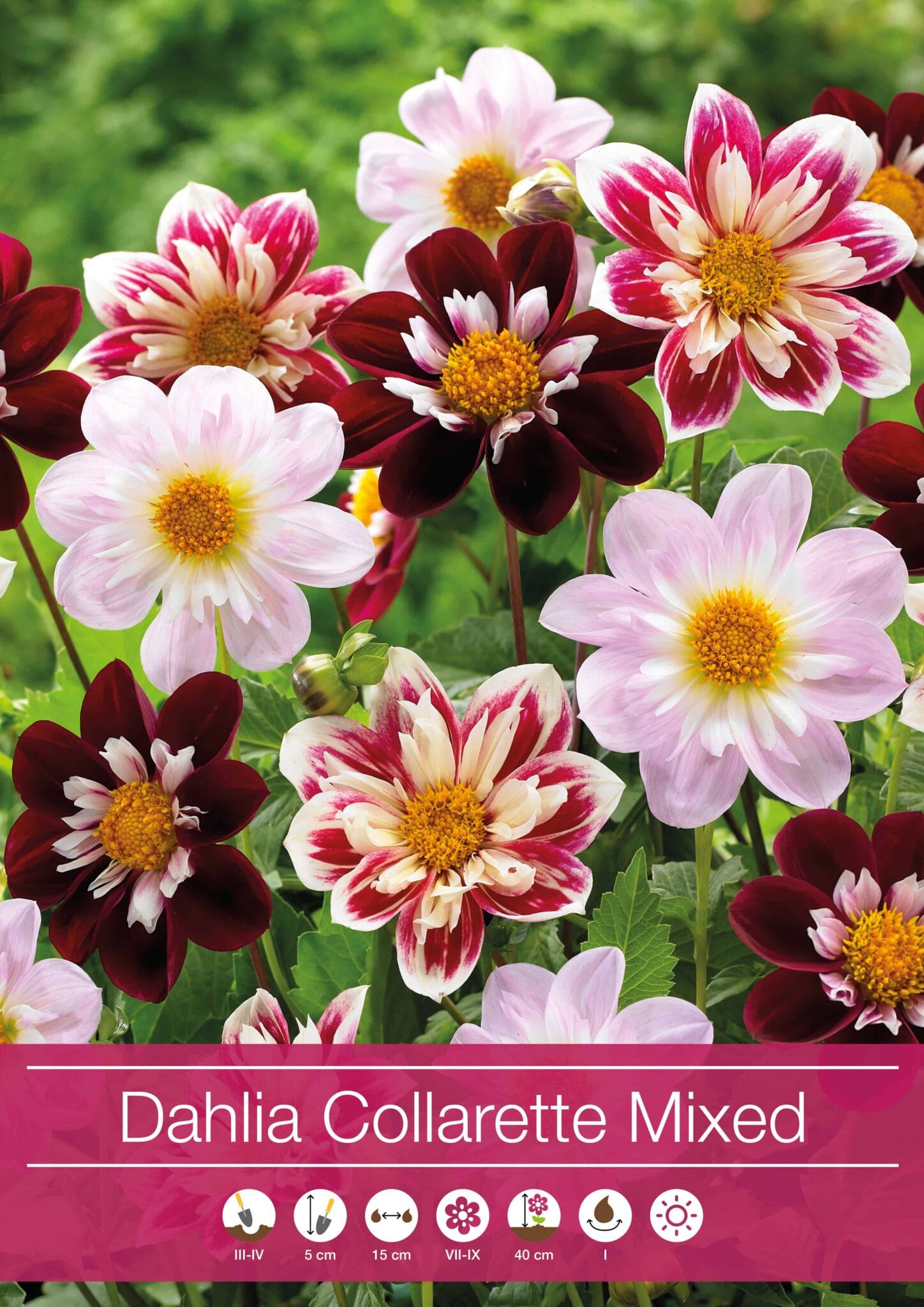 Dahlia Collarette Mixed