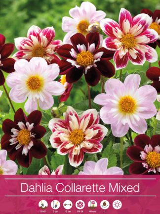 Dahlia Collarette Mixed