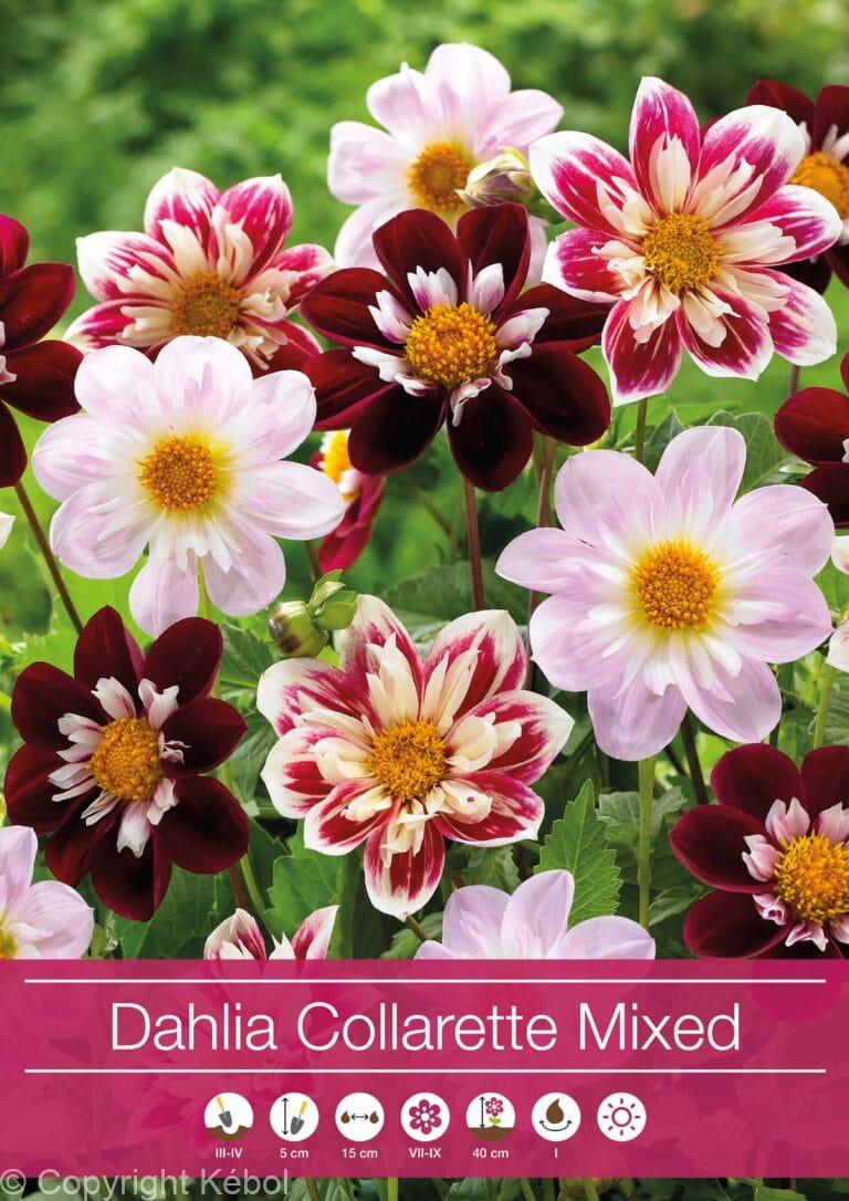 Dahlia Collarette Mixed