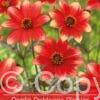 Dahlia Dahlegria Bicolor