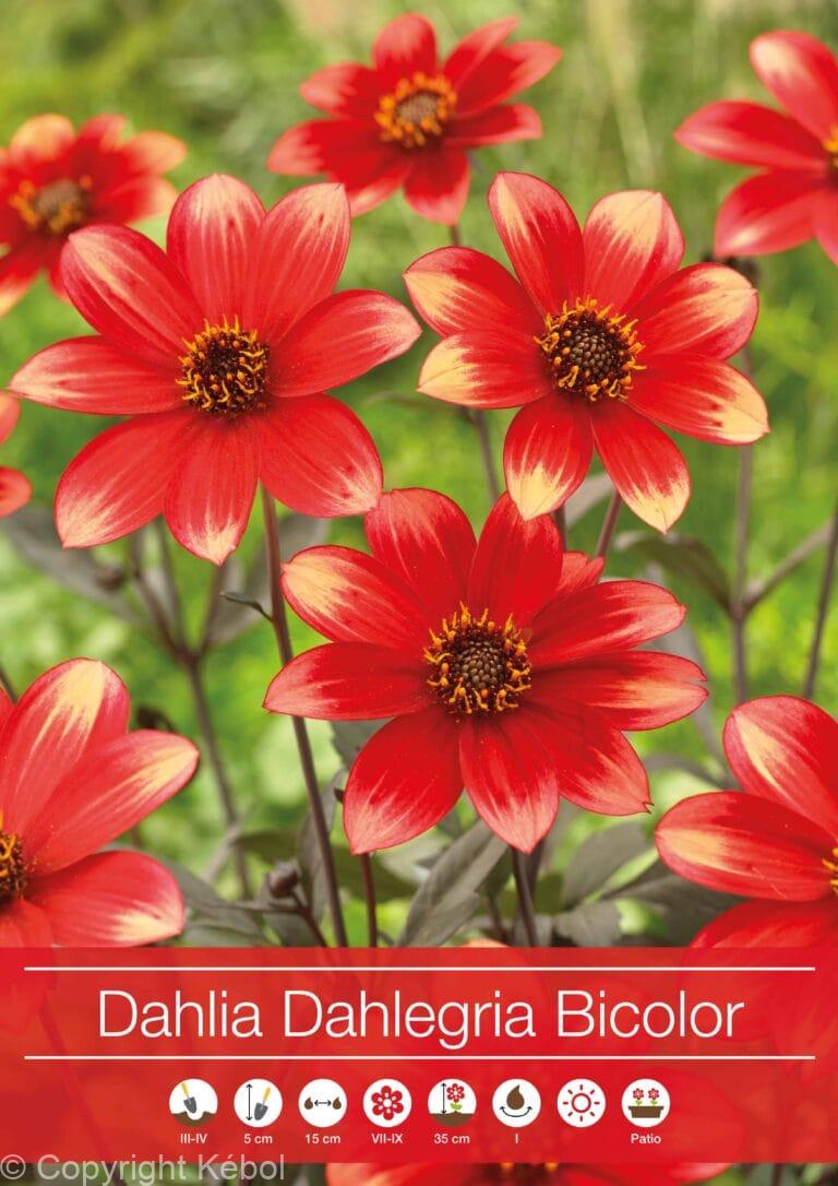 Dahlia Dahlegria Bicolor